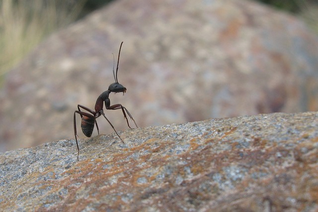 A single ant on a rock