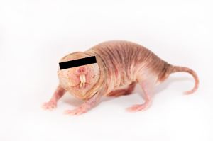 A naked mole-rat with a privacy bar over its eyes
