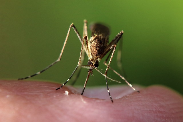 A mosquito biting into flesh