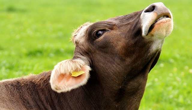 A cow looking up in discomfort