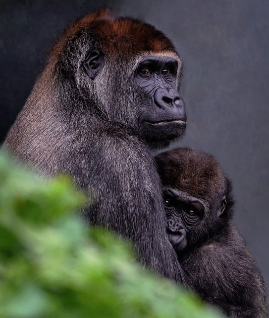 A gorilla hugging a baby gorilla